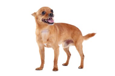 Beyaz bir arka plan üzerinde izole komik köpek