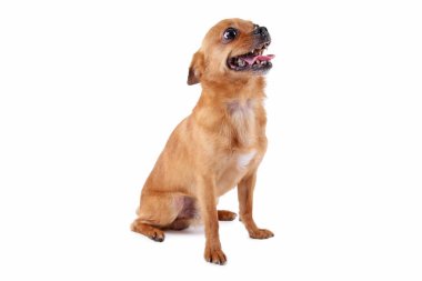 Beyaz bir arka plan üzerinde izole komik köpek