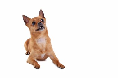 Beyaz bir arka plan üzerinde izole komik köpek