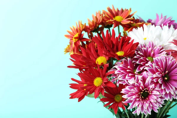 Chrysanthemum flowers on a mint background — Stock Photo, Image