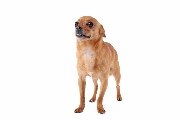 Funny dog isolated on a white background — Stock Photo, Image