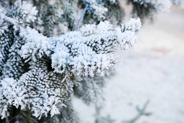 Frusna trädgrenar — Stockfoto