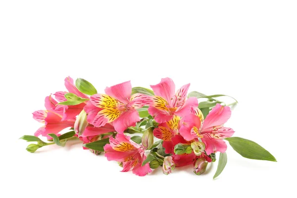 Rosafarbene Alstroemerienblüten — Stockfoto