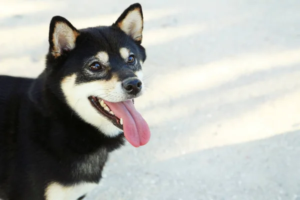 Beautiful black shiba inu dog — Stock Photo, Image