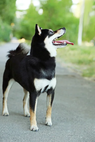 Όμορφη μαύρη shiba inu σκύλου — Φωτογραφία Αρχείου