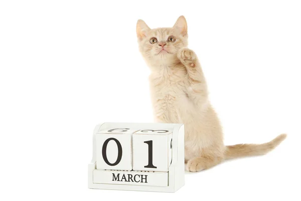 Ginger kitten with cube calendar — Stock Photo, Image