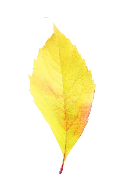 Feuille d'automne isolée sur fond blanc — Photo