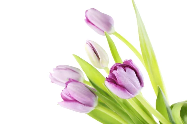 Strauß Tulpen isoliert auf einem weißen — Stockfoto