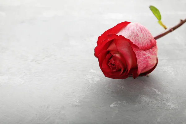 Hermosa rosa roja — Foto de Stock