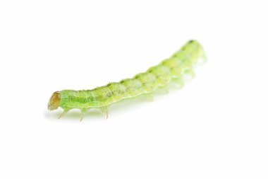 Beyaz arka planda yeşil tırtıl izole edilmiş.