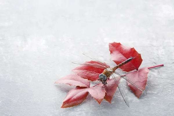 Dried dragonfly with leaves — Stock Photo, Image