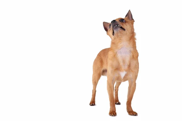 Engraçado cão bonito — Fotografia de Stock