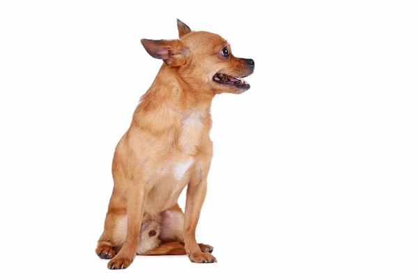 Funny cute dog — Stock Photo, Image