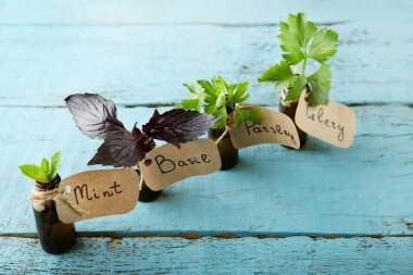 Farklı taze otlar, şişeli 