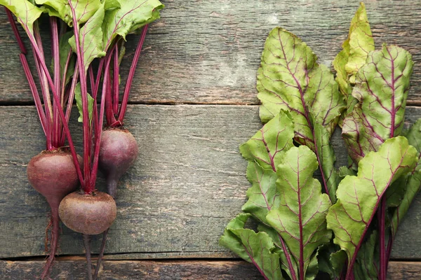 Taze ve olgun pancar 