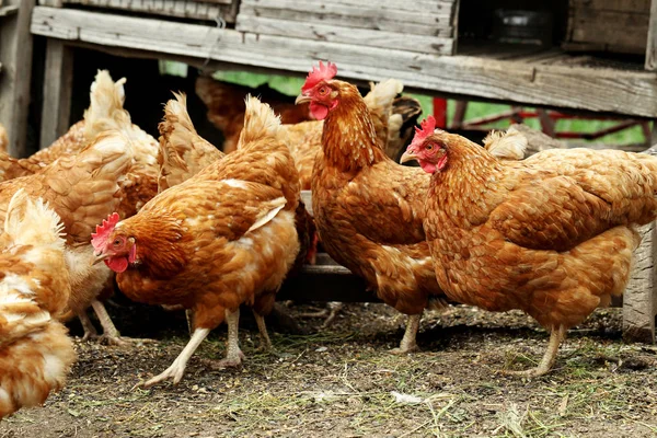 Brown hens outdoors — Stock Photo, Image