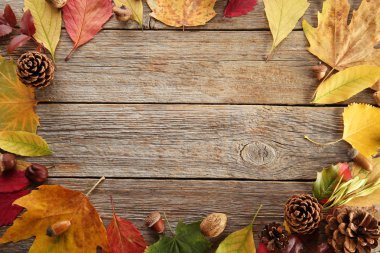 Koniler ile sonbahar yaprakları 