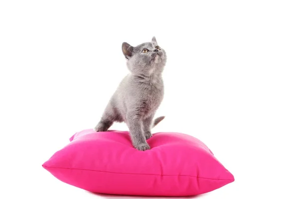 Серый котёнок на розовой подушке — стоковое фото