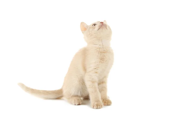 Ginger cute kitten — Stock Photo, Image