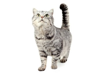 Beyaz izole güzel şirin kedi