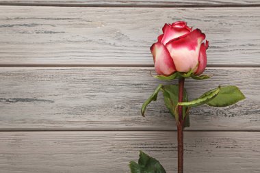 güzel kırmızı gül