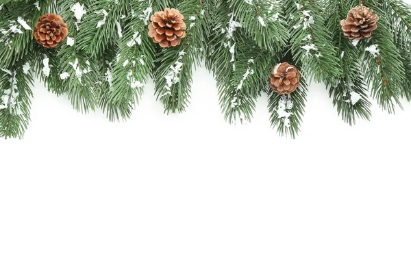 콘과 함께 크리스마스 전나무-트리 분기 — 스톡 사진