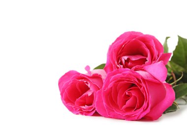 Güzel pembe güller 