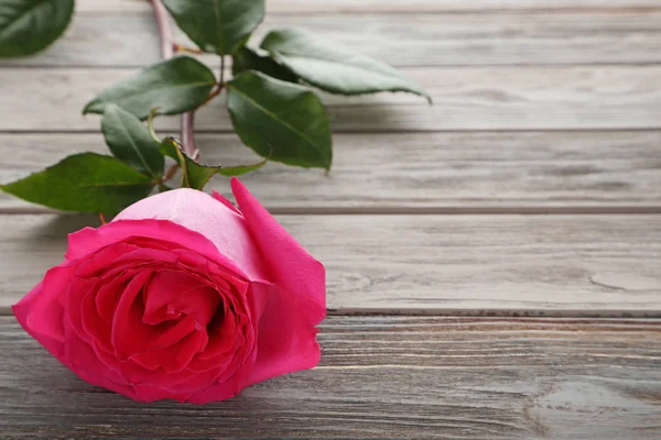 Όμορφο ροζ τριαντάφυλλο — Φωτογραφία Αρχείου