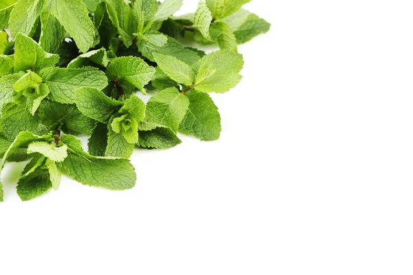 Fresh mint leaves — Stock Photo, Image