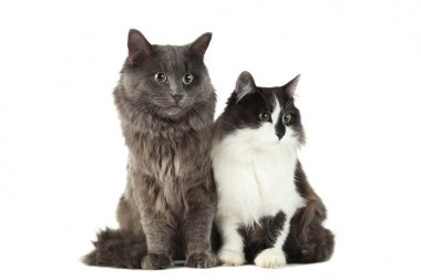 Güzel sevimli kediler