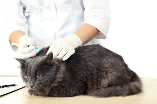 Veterinário examinando gato — Fotografia de Stock