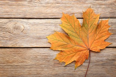 Kuru akçaağaç yaprağı gri ahşap tablo