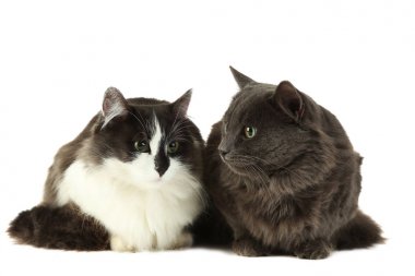 Güzel sevimli kediler üzerinde beyaz izole