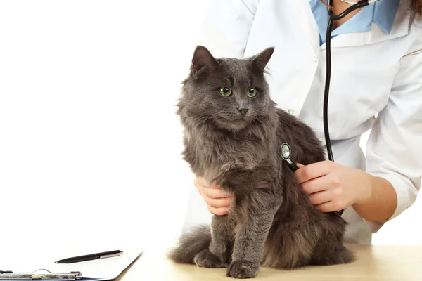 聴診器と灰色の猫を獣医の医者 — ストック写真