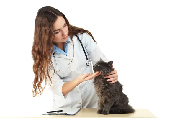 Veterinário Jovem Com Gato Cinza Mesa Madeira — Fotografia de Stock