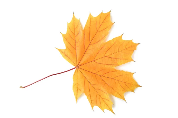 Dry Maple Leaf Isolated White Background — Stock Photo, Image