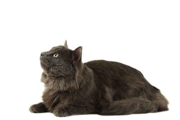 Beautiful Cute Gray Cat Isolated White — Stock Photo, Image