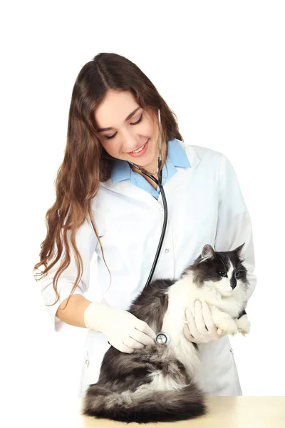 聴診器と猫を獣医の医者 — ストック写真