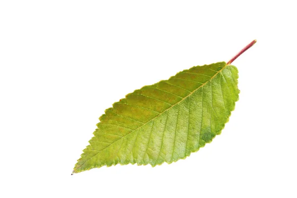 Hoja Otoño Aislada Sobre Fondo Blanco — Foto de Stock