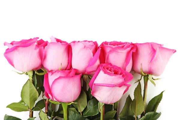 Beautiful pink roses — Stock Photo, Image