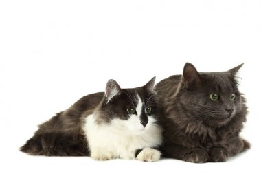 Güzel kedi üzerinde beyaz izole