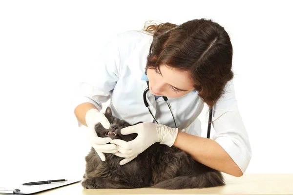 Medicul Veterinar Examinează Dinții Unei Pisici Gri Masa Lemn — Fotografie, imagine de stoc