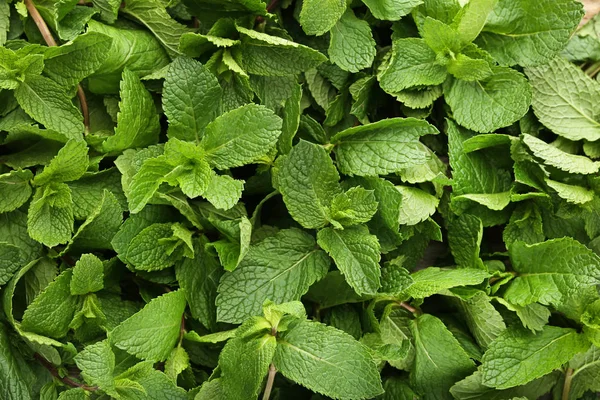 Daun mint segar — Stok Foto