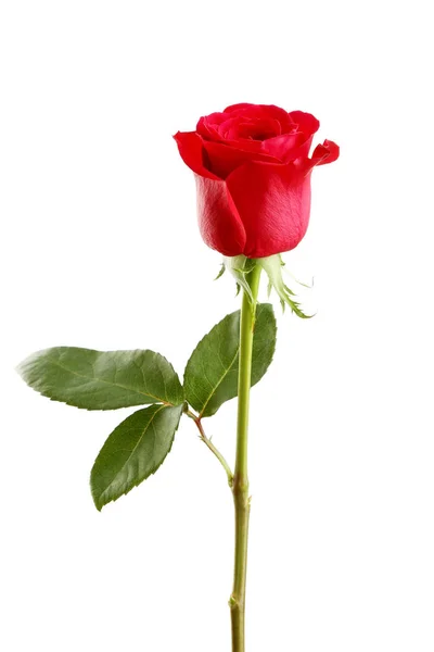 Rosa vermelha no fundo branco — Fotografia de Stock