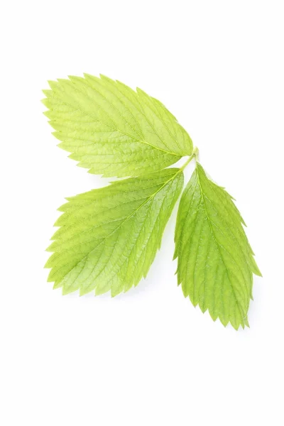 Green strawberry leaf — Stock Photo, Image