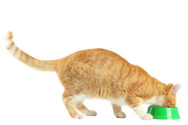 Kase besleme beslenme zencefil kedi 