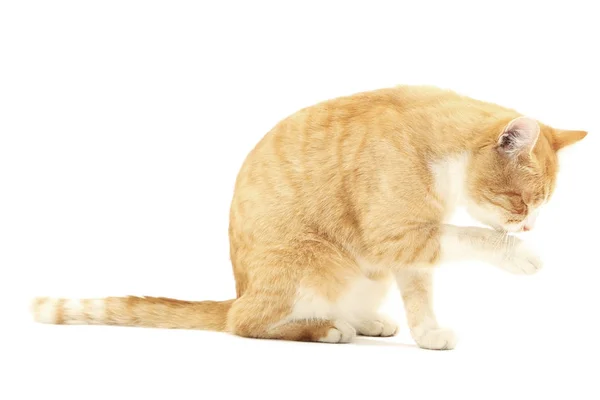 Zencefil kedi üzerinde beyaz izole — Stok fotoğraf