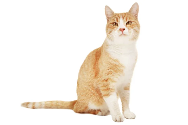 Рыжий кот на белом — стоковое фото