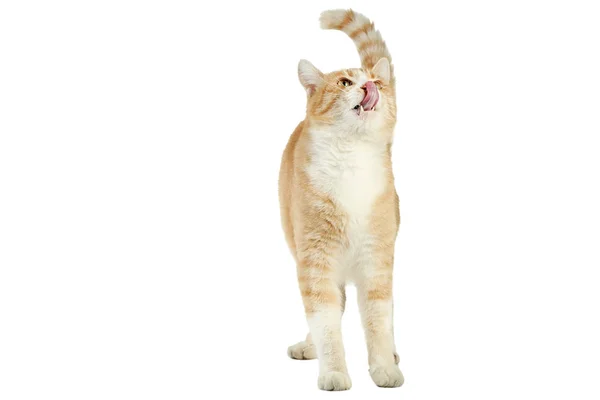 Hermoso gato jengibre — Foto de Stock