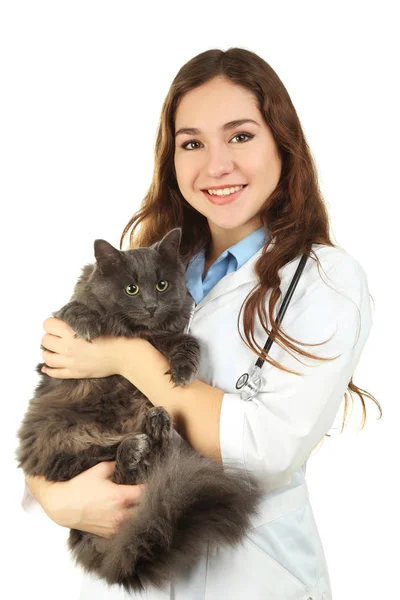 Genç veteriner holding Gri kedi — Stok fotoğraf